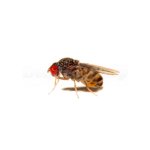 Drosophila/ Fruchtfliegen