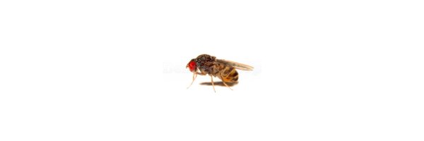 Drosophila/ Fruchtfliegen