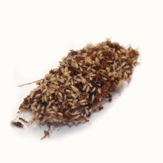 10 x Trop. Springschwänze Groß 1L
