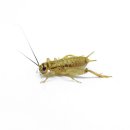 Heimchen Subadult Nr.7  50 Stk.