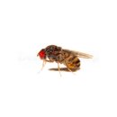 Drosophila Hydei Maden