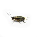 Steppengrillen klein ca. 1000 Stück
