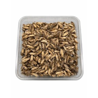 Gefrorene Heimchen Subadult 200 g