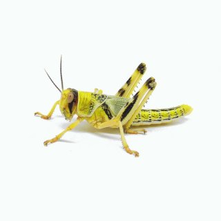 Gefrorene Wüstenheuschrecken Subadult 100 Stück