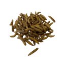 Hermetialarven getrocknet 5 KG